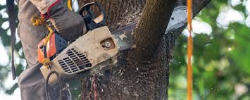 Professional Tree Removal in Kings Mountain, NC