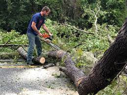 Best Tree Removal  in Kings Mountain, NC