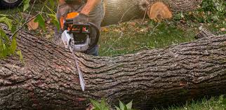 Best Emergency Tree Removal  in Kings Mountain, NC