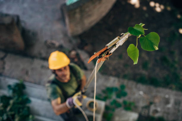 Best Commercial Tree Services  in Kings Mountain, NC