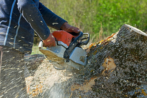 Best Seasonal Cleanup (Spring/Fall)  in Kings Mountain, NC